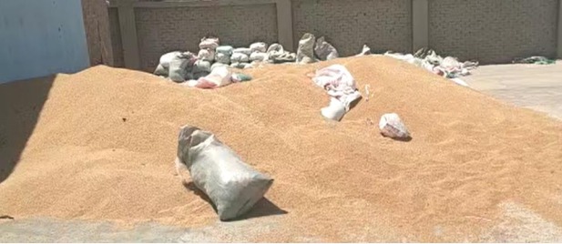 30 طن أقماح محلية