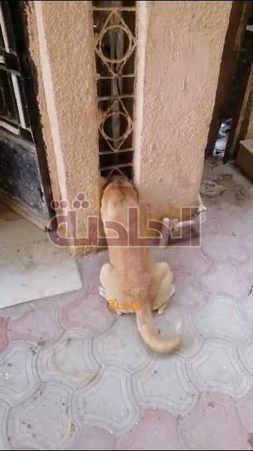 إنقاذ كلب محتجز في الاسياخ الحديدية داخل عقار بالفيوم