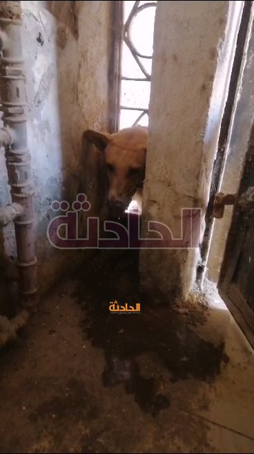 إنقاذ كلب محتجز في الاسياخ الحديدية داخل عقار بالفيوم