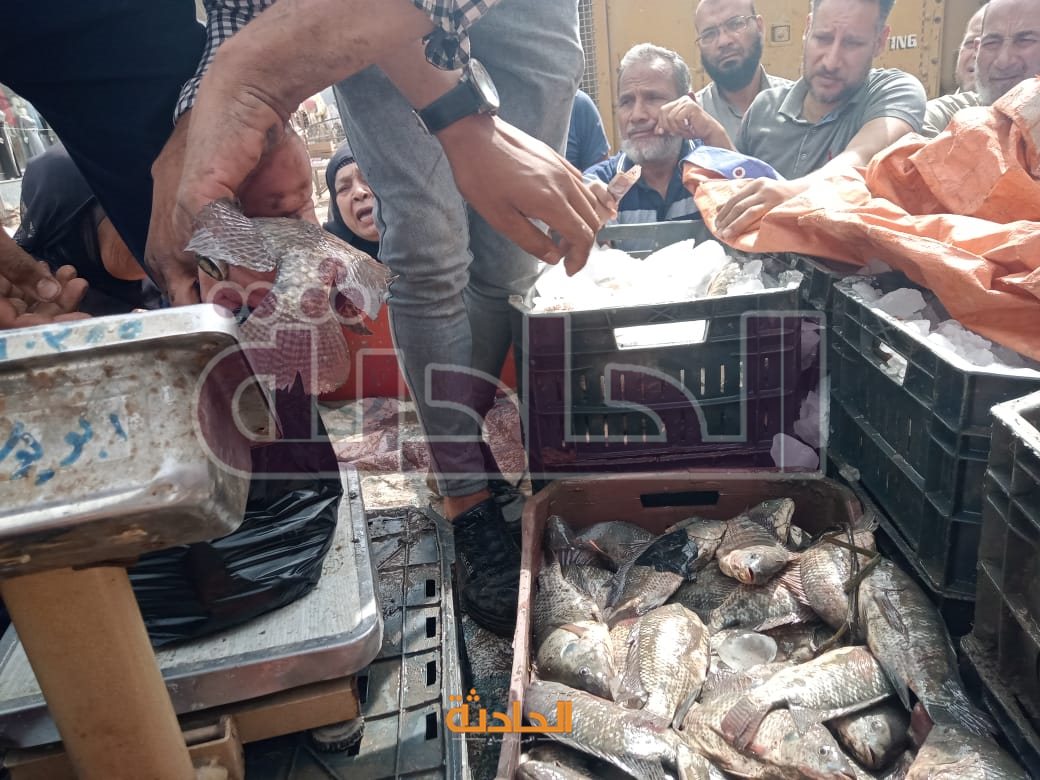 شراء السمك بالبلطي بـ 40 جنيها بكفر الشيخ