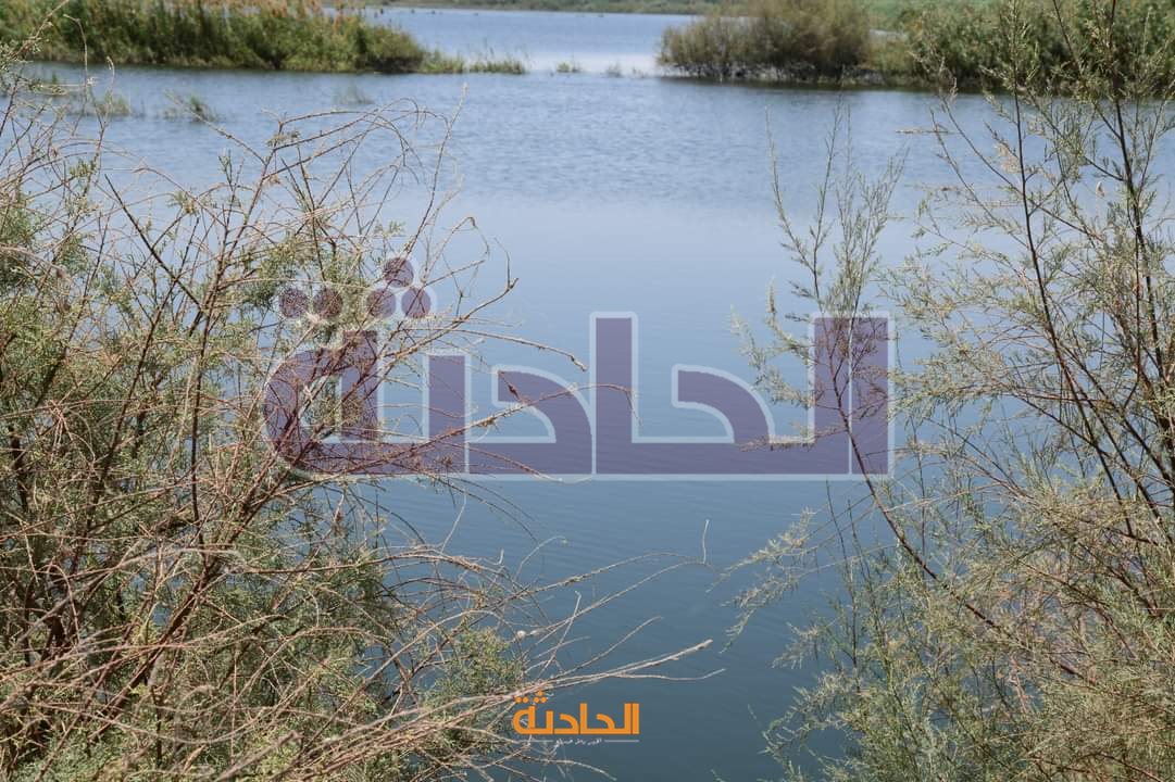 انهيار جسر� أحد أحواض الغابة الشجرية بالصالحية