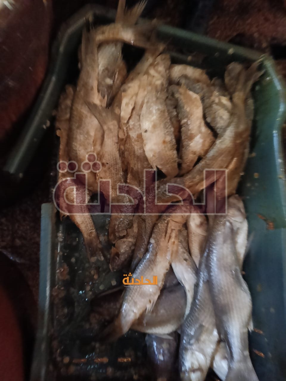 ضبط 4.5 طن دواجن وكبده ولحوم وأسماك فاسدة بالجيزة
