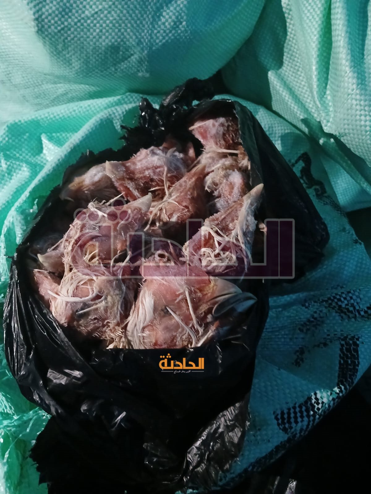 لحوم وأسماك غير صالحة للاستهلاك الآدمي في المنوفية