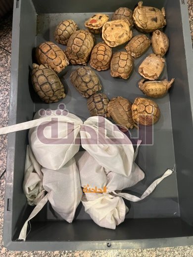 تهريب حيوانات
