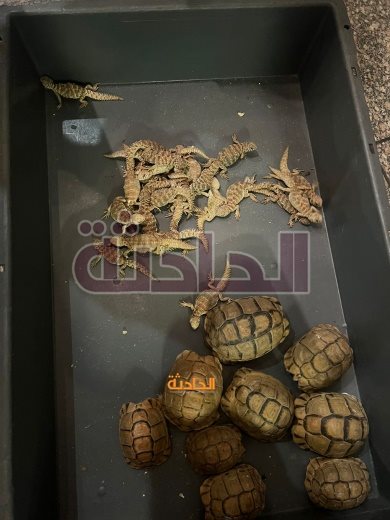 تهريب