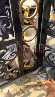الحماية المدنية تنقذ كلبا عالقا بالفيوم