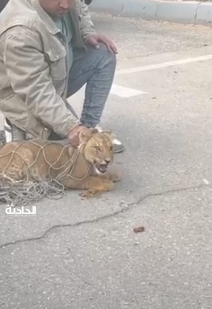 أسد يتجول في شوارع التجمع