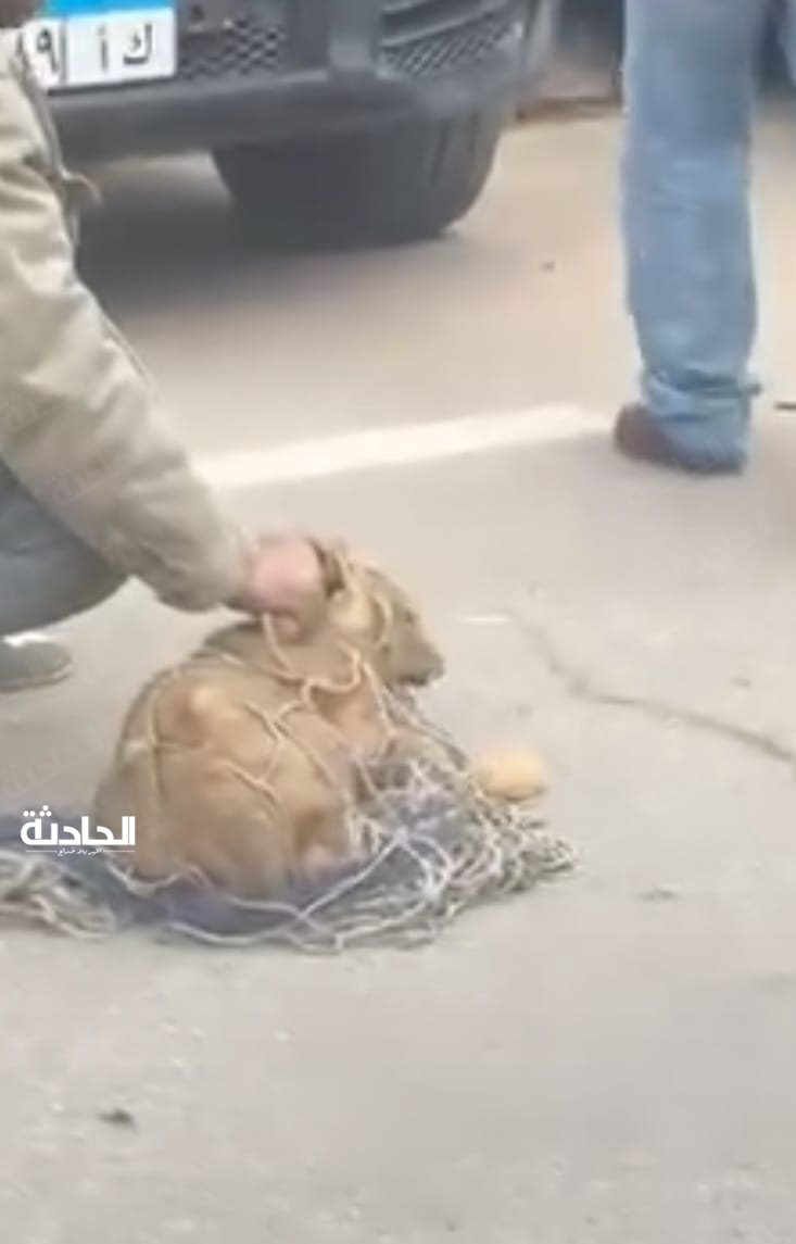أسد يتجول في شوارع التجمع