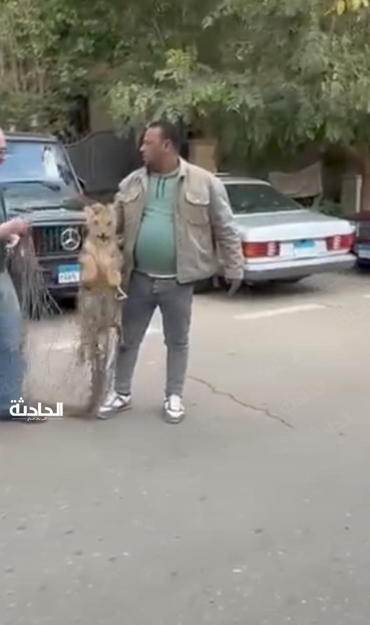 أسد يتجول في شوارع التجمع