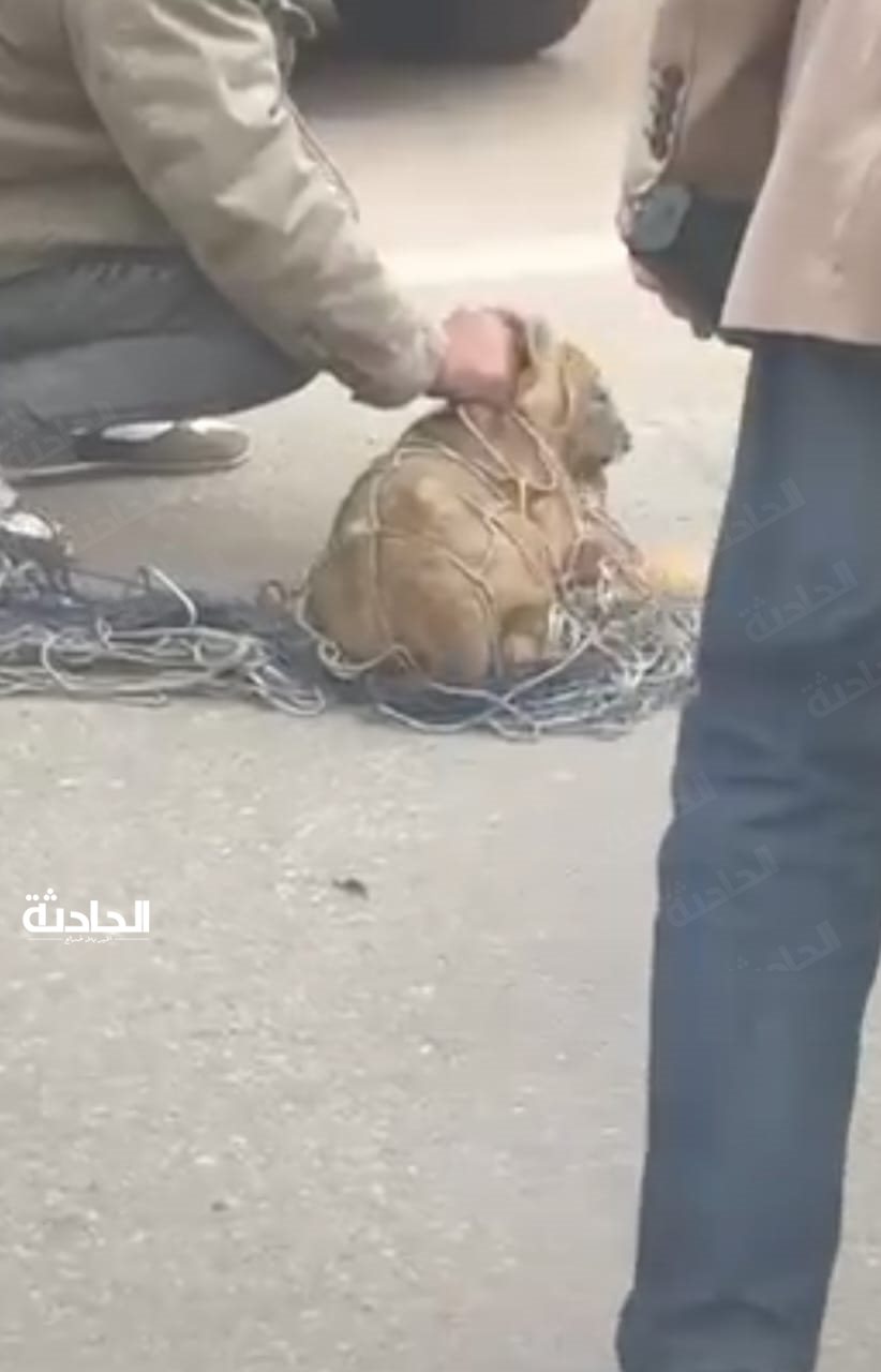 أسد يتجول في شوارع التجمع