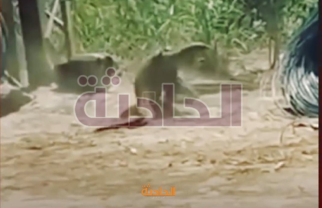 حقيقة ظهور تنين الكومودو