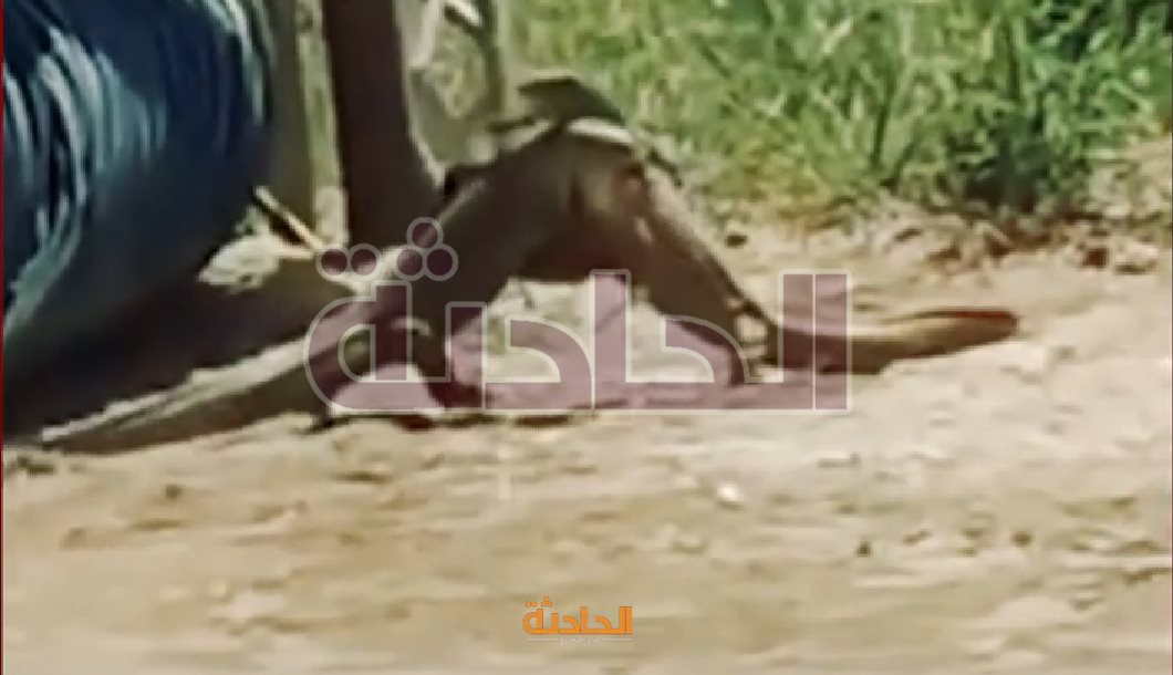 حقيقة ظهور تنين الكومودو