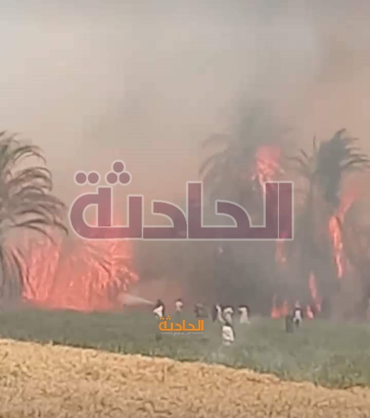 حريق هائل يلتهم 200 نخلة بإسنا جنوب الأقصر�