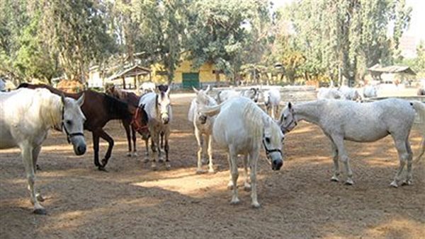 الحادثة