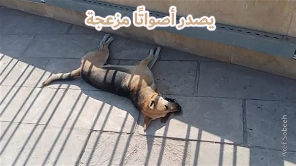 الحادثة