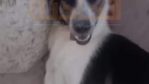 الحادثة